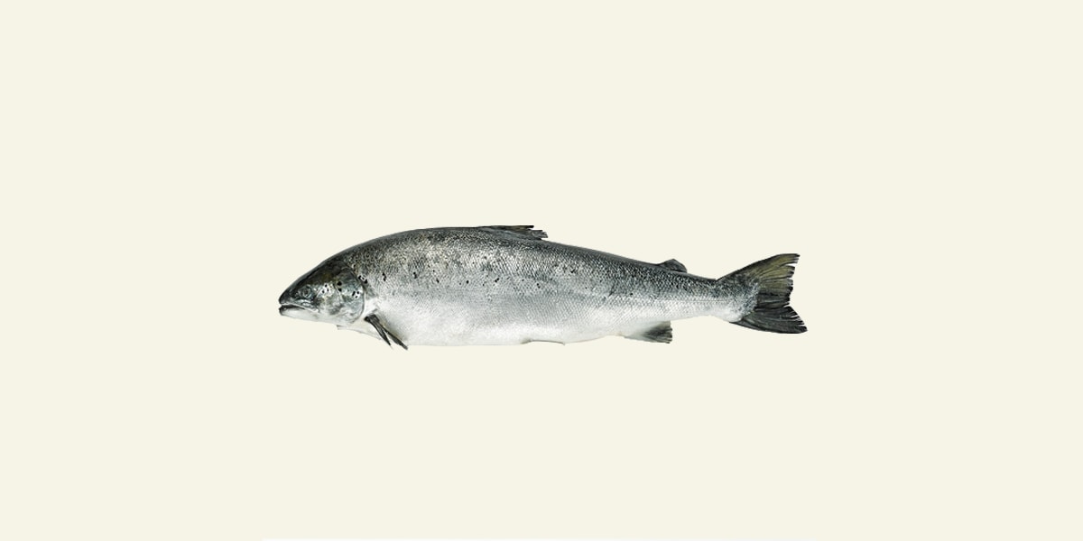 Salmon