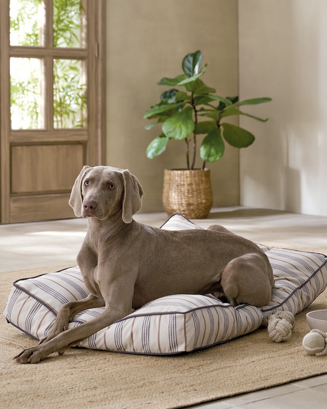 Mascotas 2ª unidad hasta -50% 