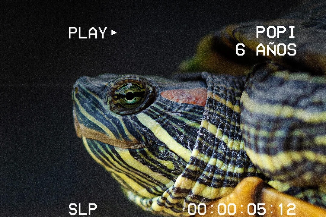 Cómo preparar la llegada de una tortuga a casa