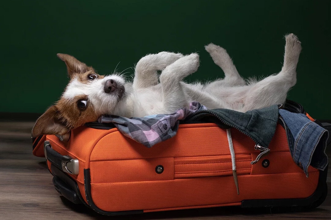 Todo lo que necesitas para viajar con tu mascota