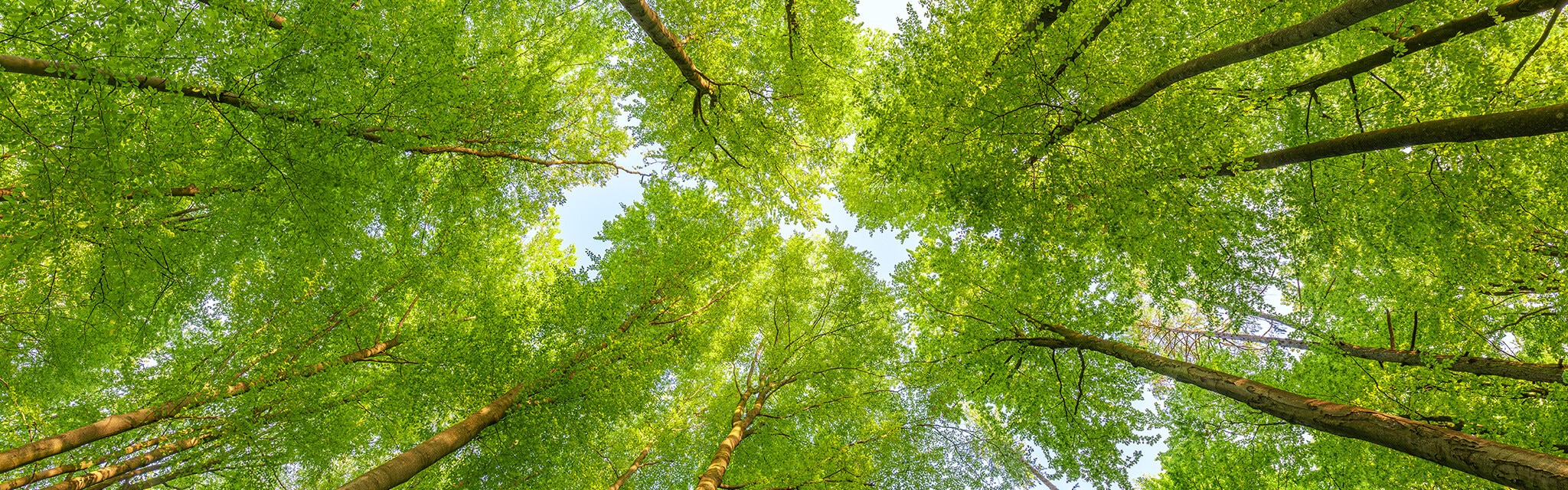 Futuro Verde