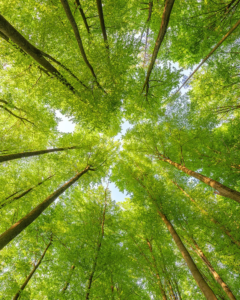 Futuro Verde