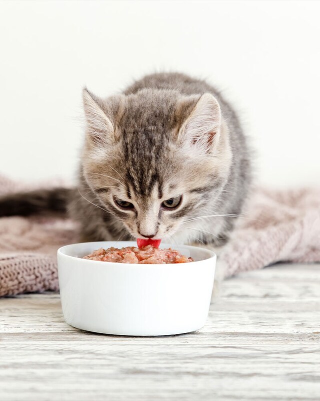 Comida húmeda gato