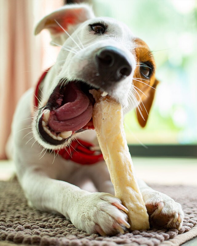 Snacks perro