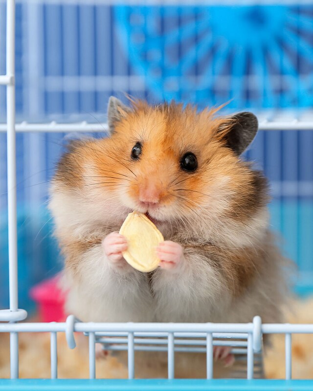 Alimentación pequeña mascota