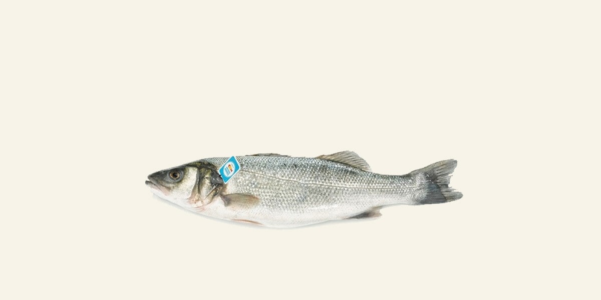 Lubina de Estero peso aproximado pieza 700-950 g Fresco