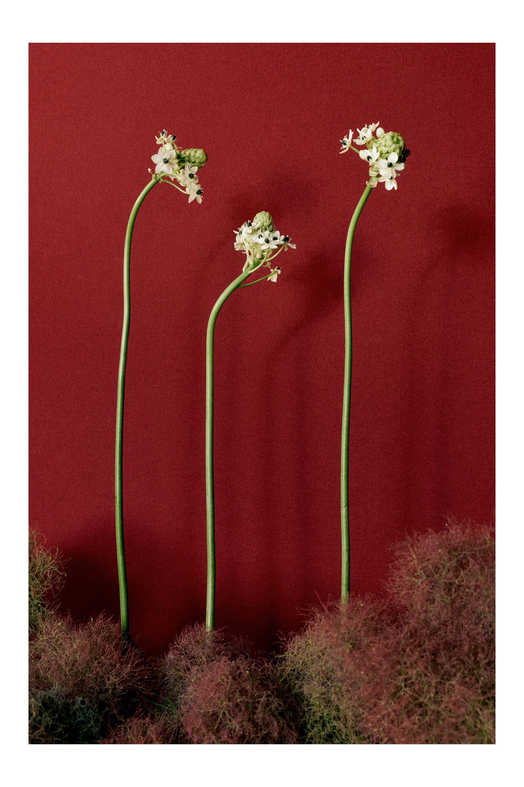 flores