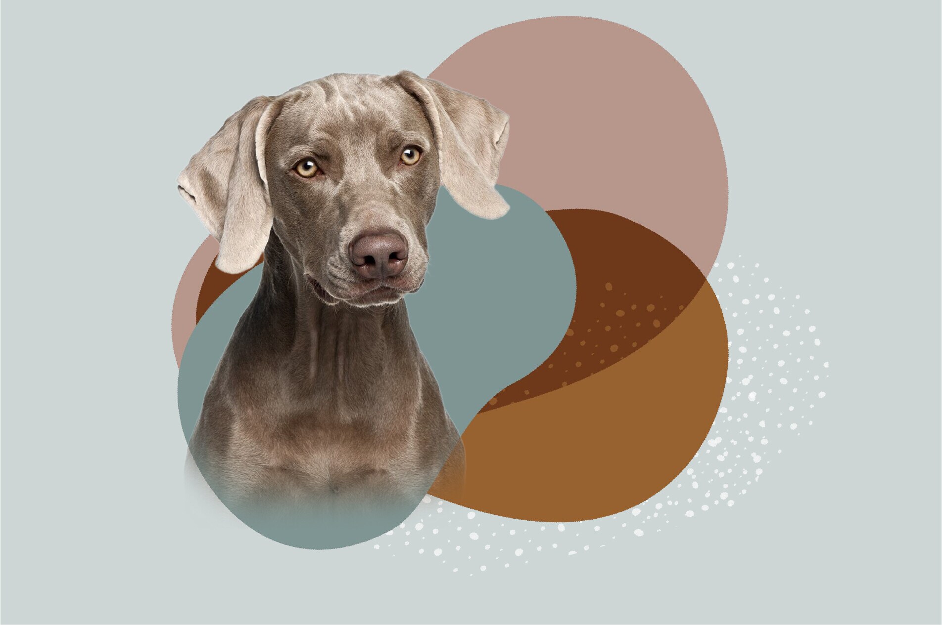 Gama Serrano para perros