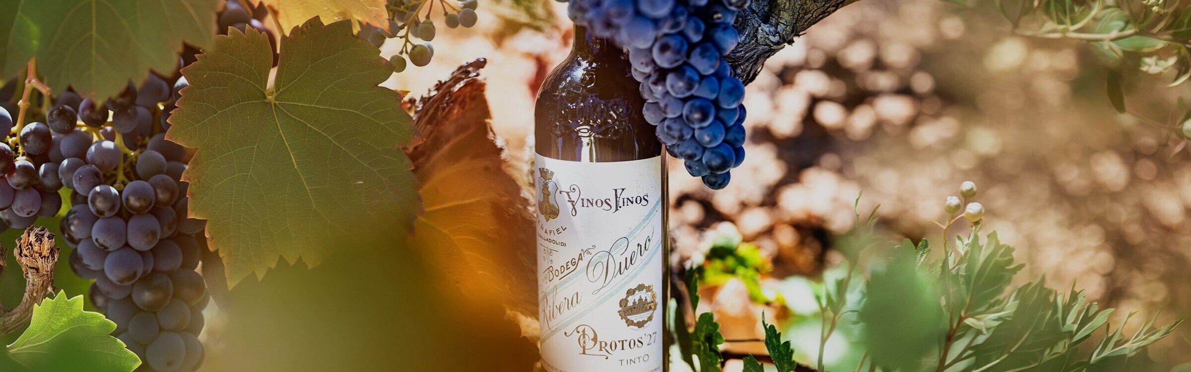 Vinos de Ribera del Duero