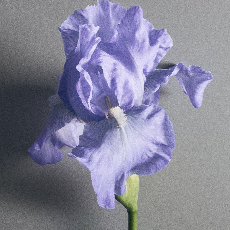 creed iris debonair