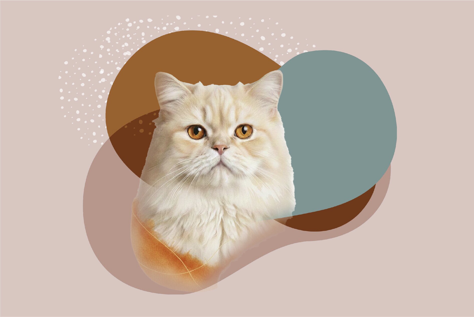 Gama Serrano para gatos