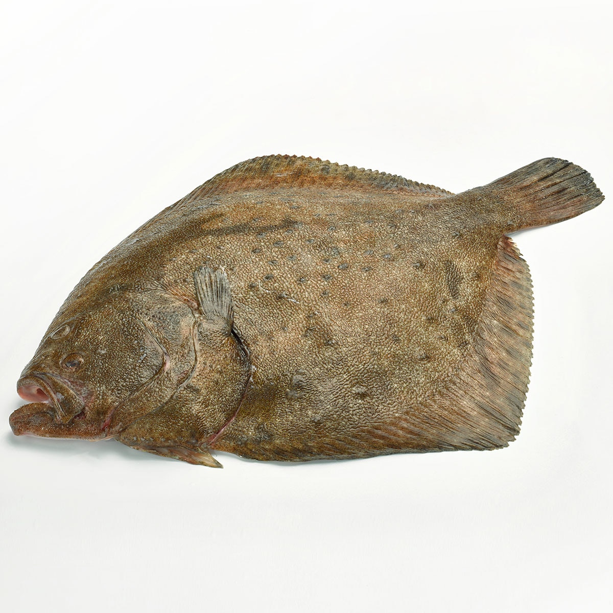 Rodaballo limpio entero