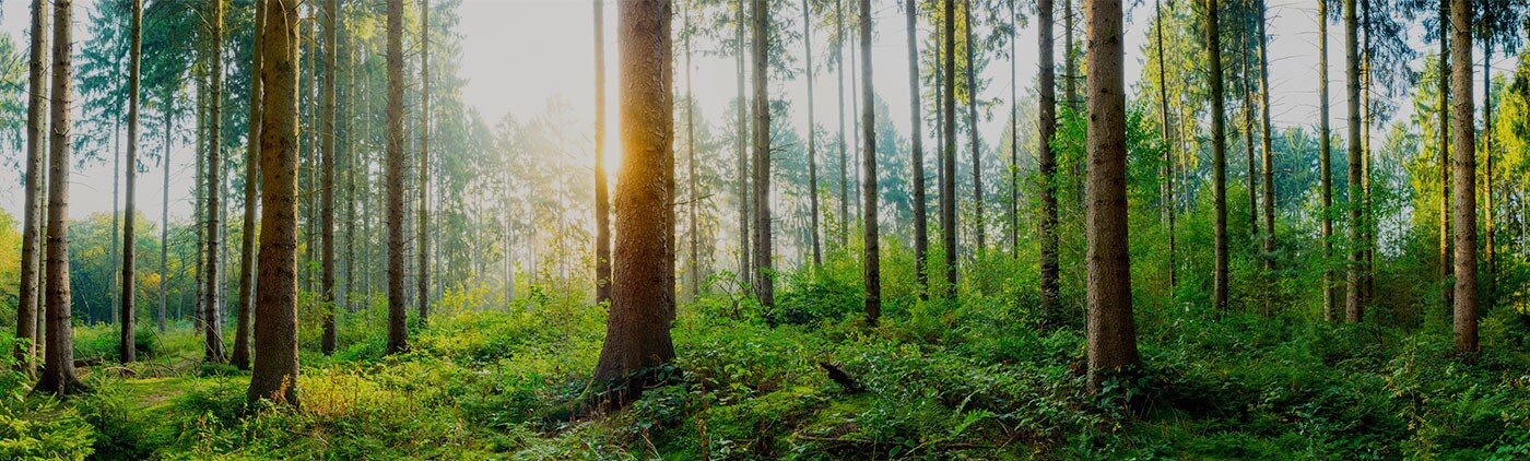 QUÉ HACEN NUESTRAS MARCAS