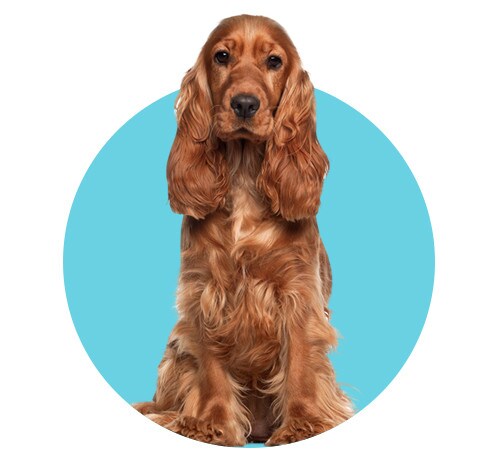 Productos para perro