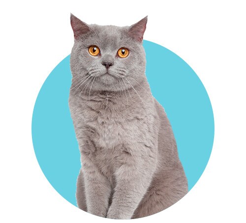 Productos para gato
