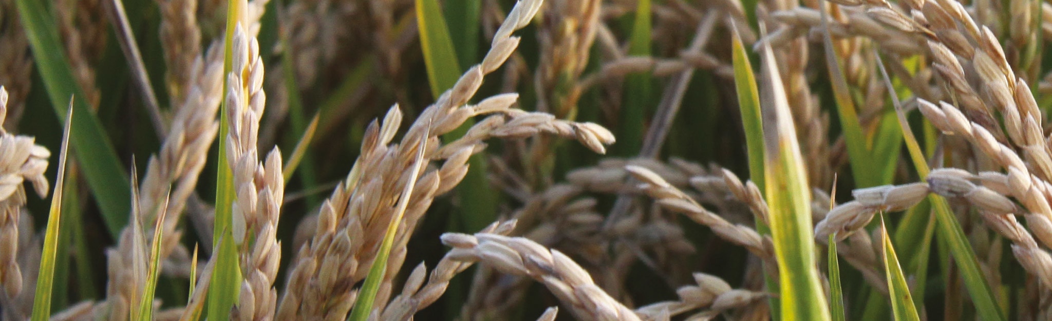 Já há arroz que voa para o prato