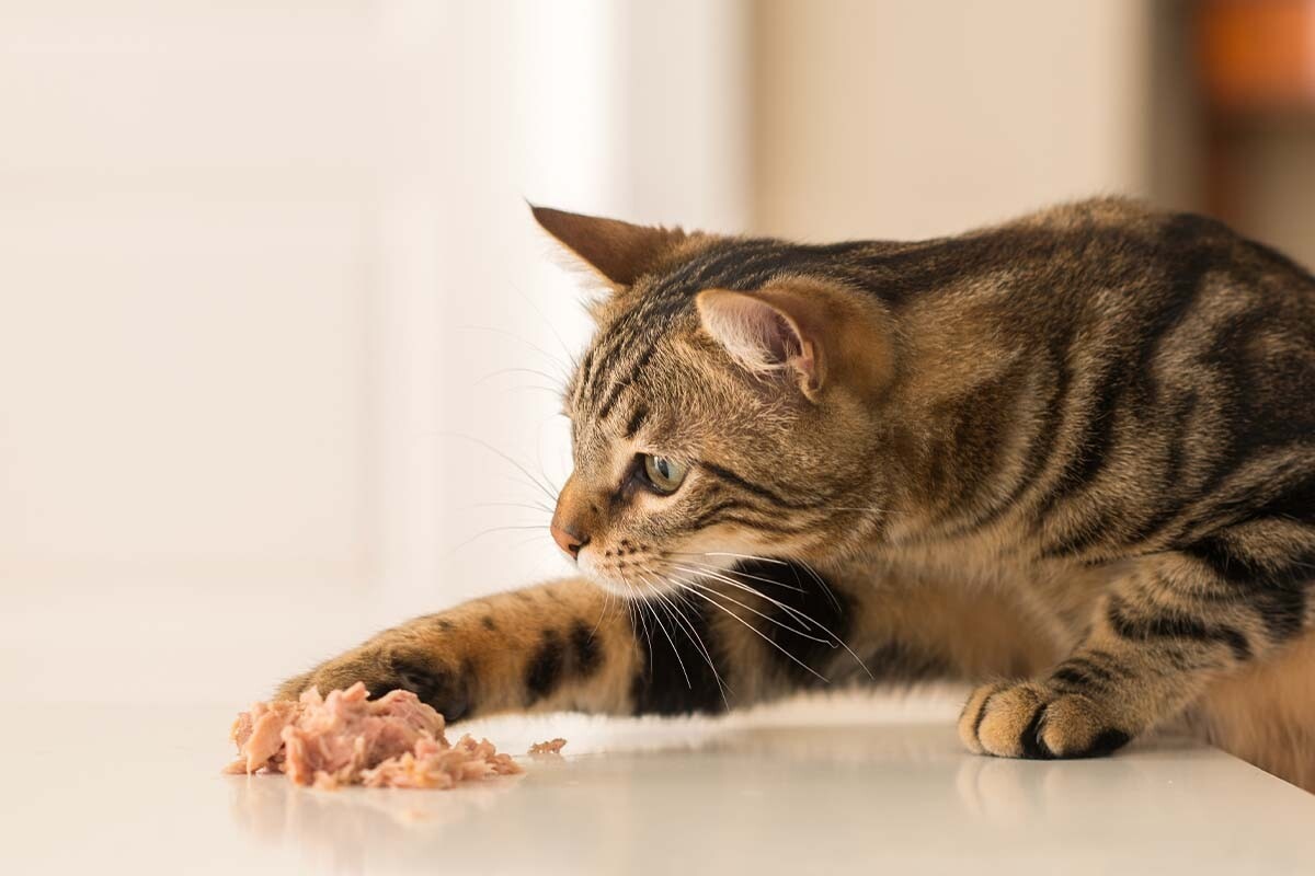 Comida Húmida para Gatos