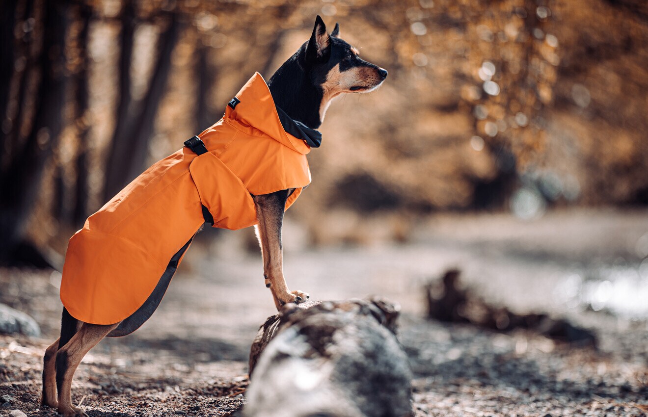 As melhores capas para proteger o seu cão do frio e da chuva