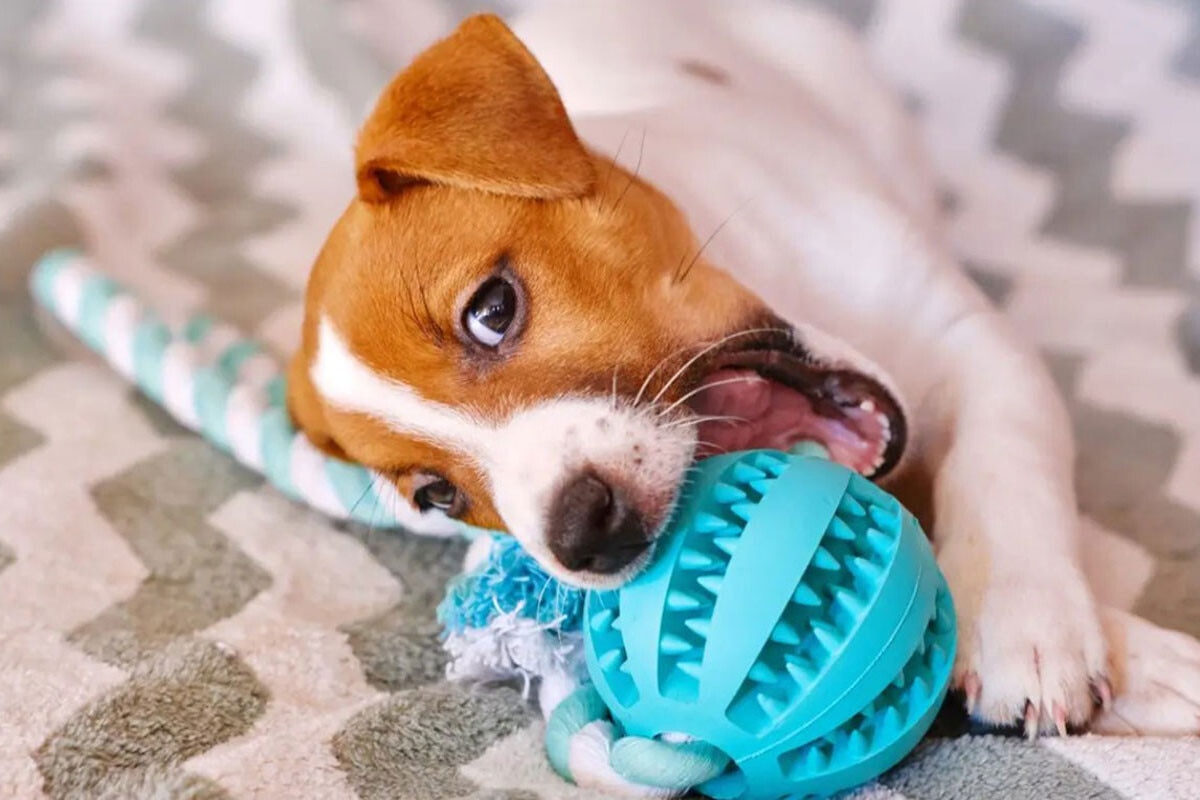 Melhores brinquedos anti-stress para cães