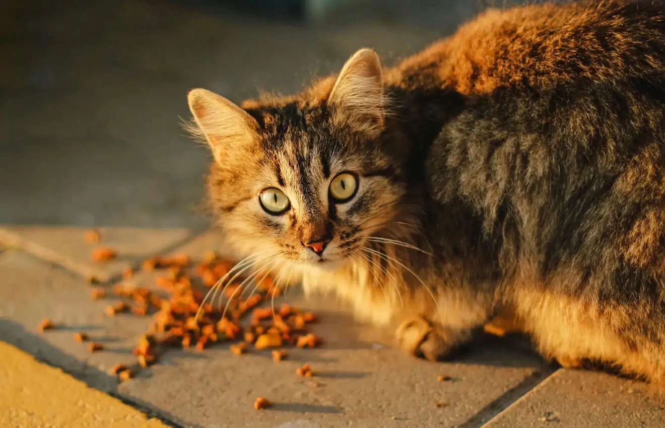 Guia completo de alimentação para gatos: do nascimento à velhice