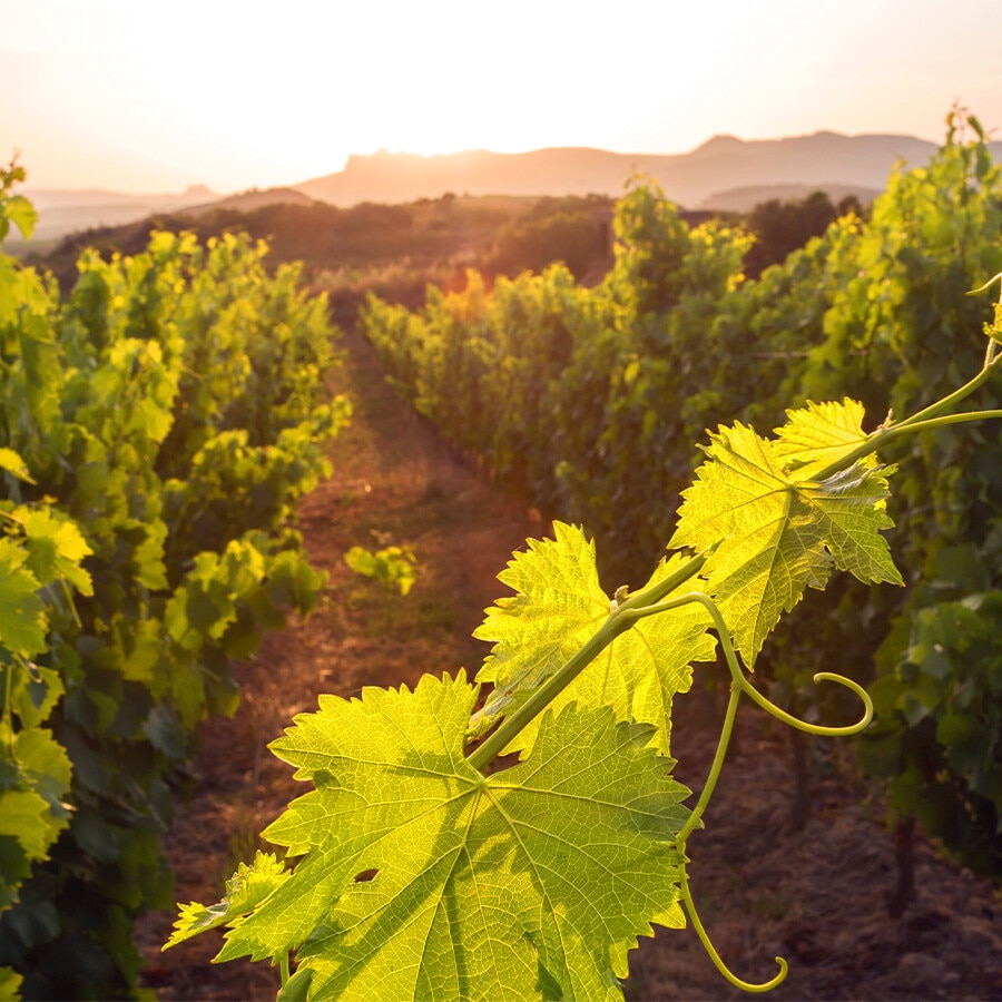 VIÑEDO