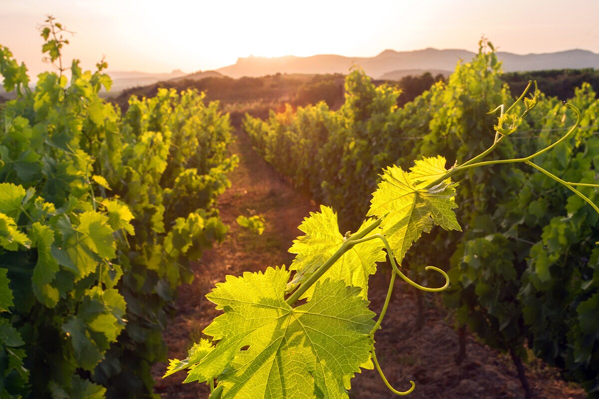 VIÑEDO