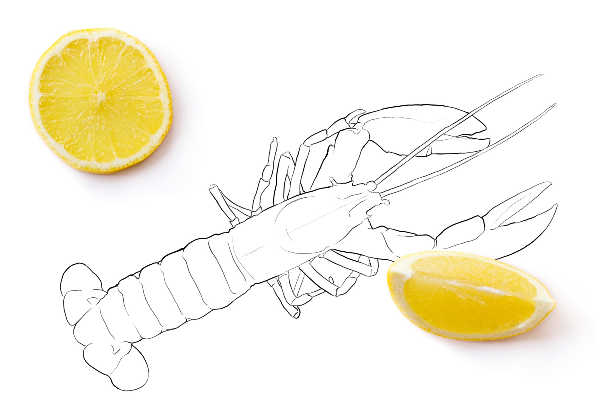 Dibujo bogavante platos preparados