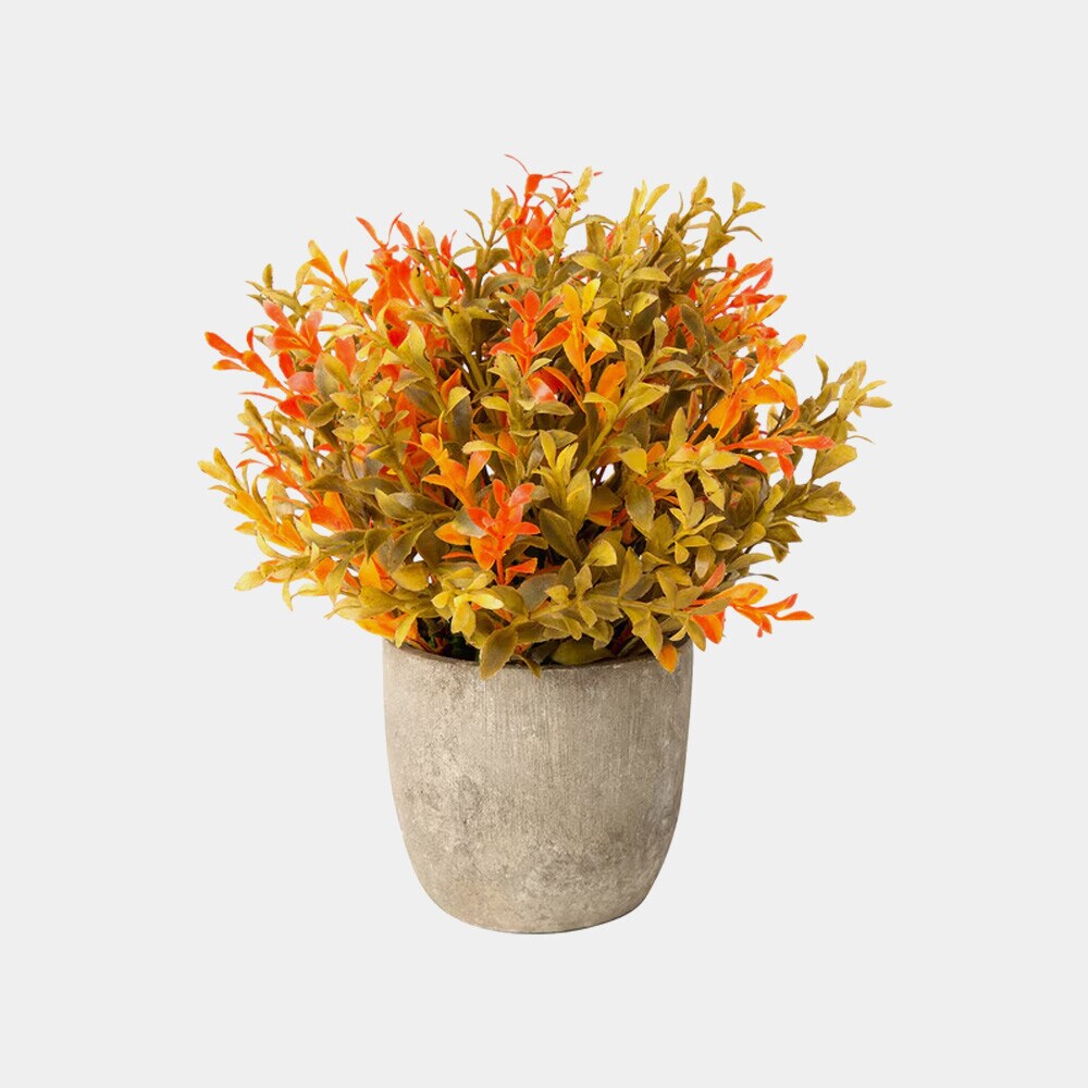 Plantas
