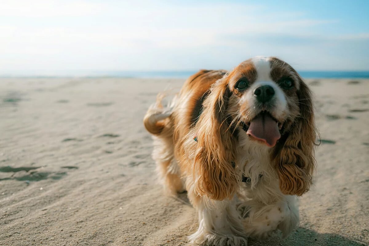 Accesorios para ayudar a tu perro con el calor