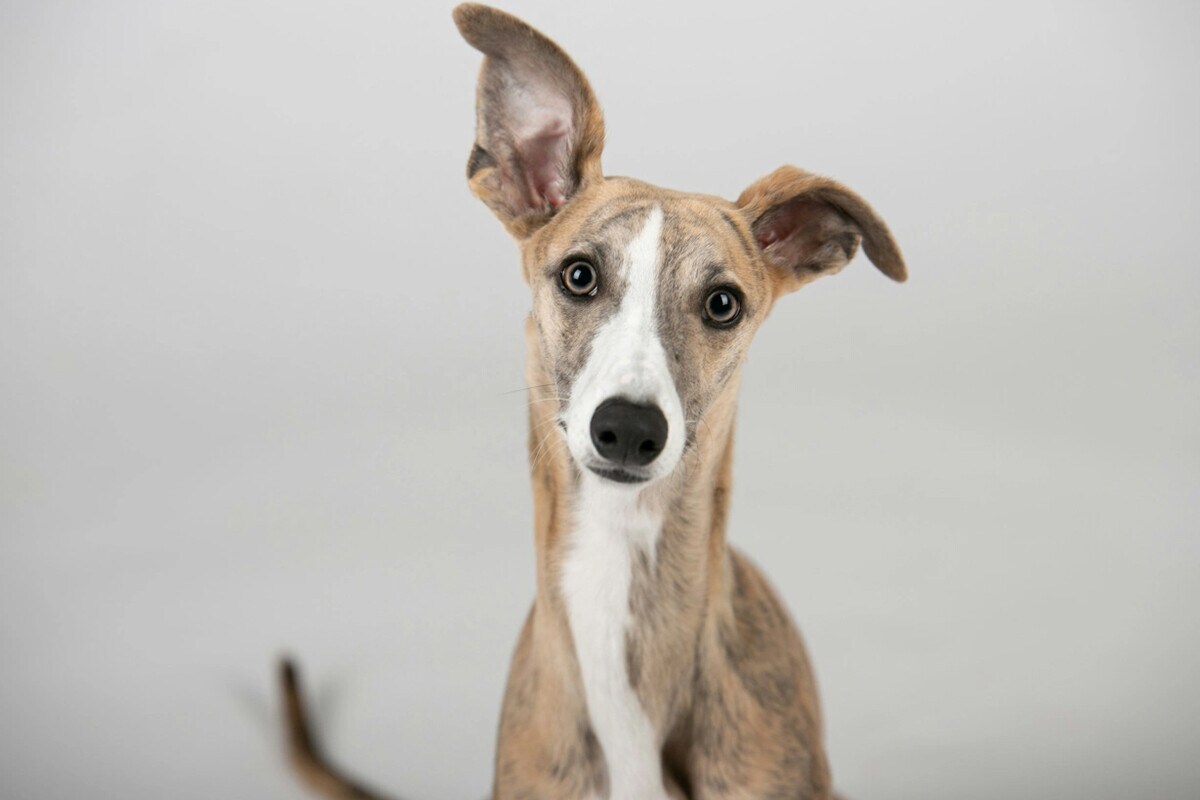 La raza Galgo Italiano