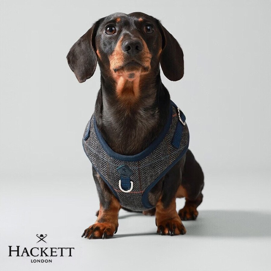Mascotas · Hackett