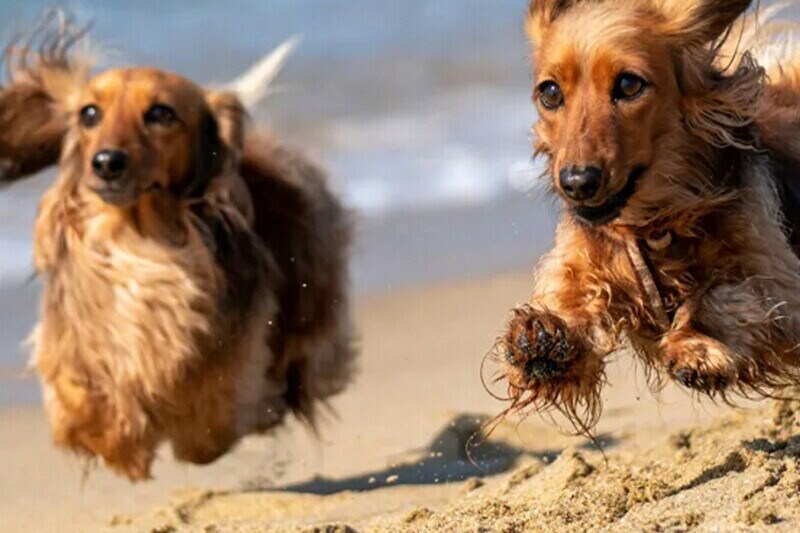 Día de playa con tu perro