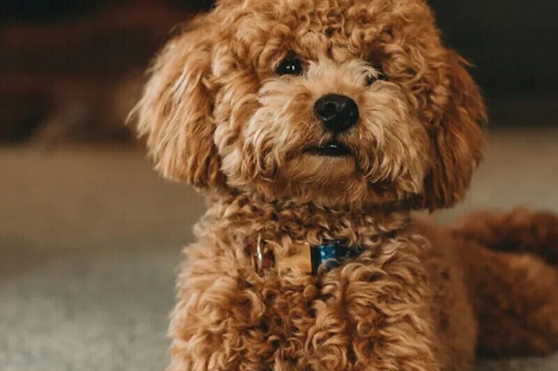 Raza caniche