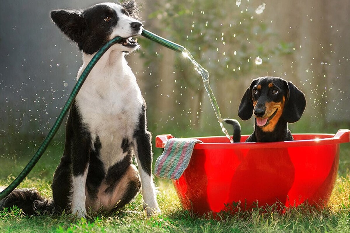 Hasta -15% pienso perro y gato