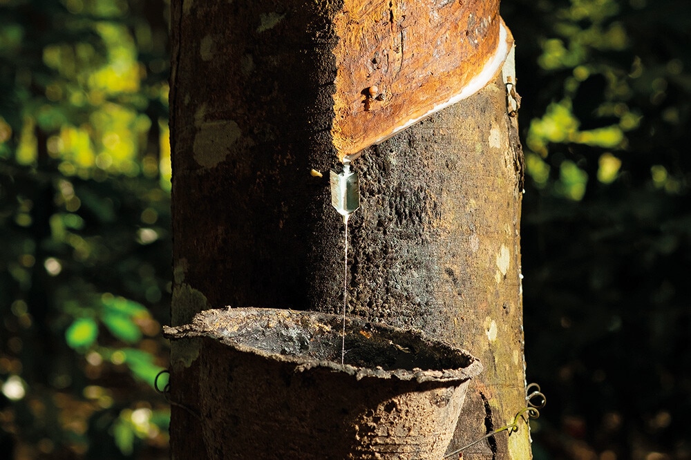 Nuestros orígenes naturales
