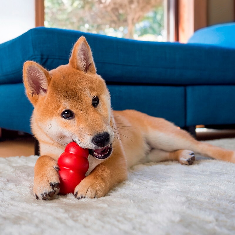 Accesorios para perros