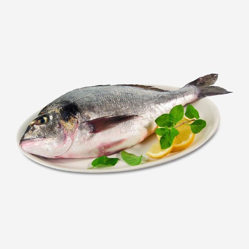 Dourada de Aquicultura