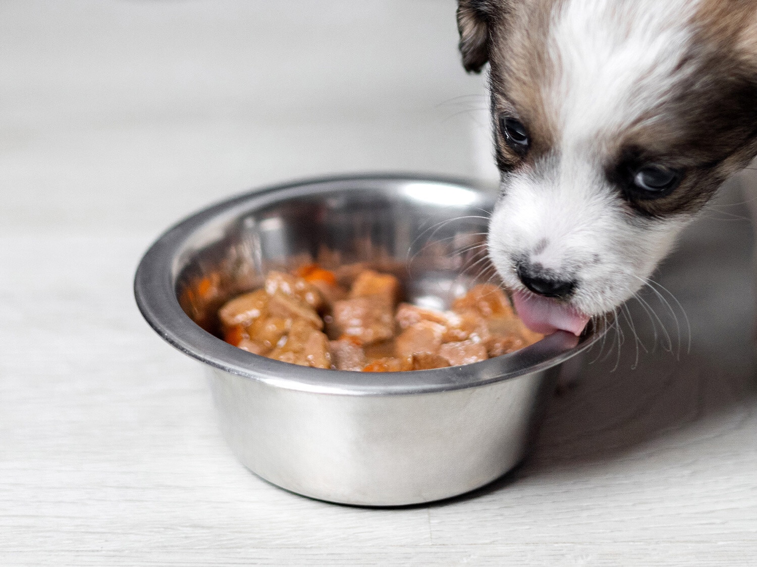 Encuentra la comida húmeda ideal para tu cachorro