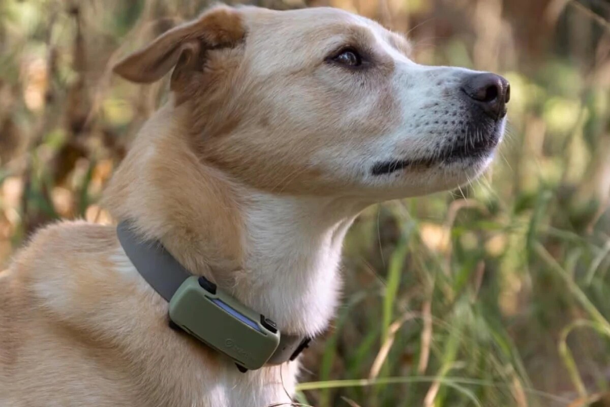 Tecnología para tus mascotas