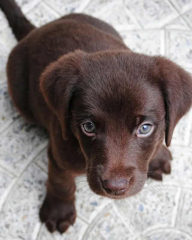 Texto alternativo de las imágenes