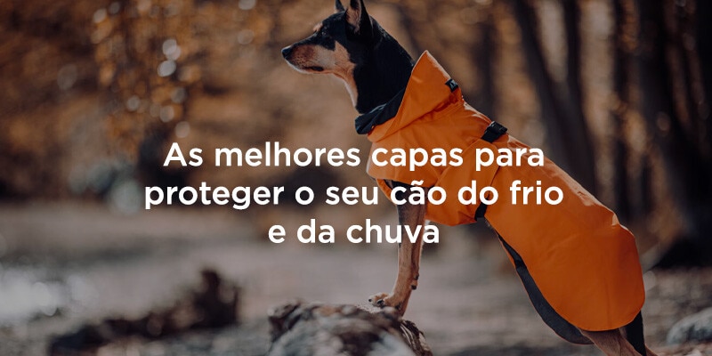 As melhores capas para proteger o seu cão do frio e da chuva