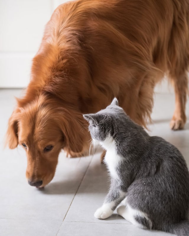 Hasta -25% en alimentación, accesorios, salud e higiene de mascotas