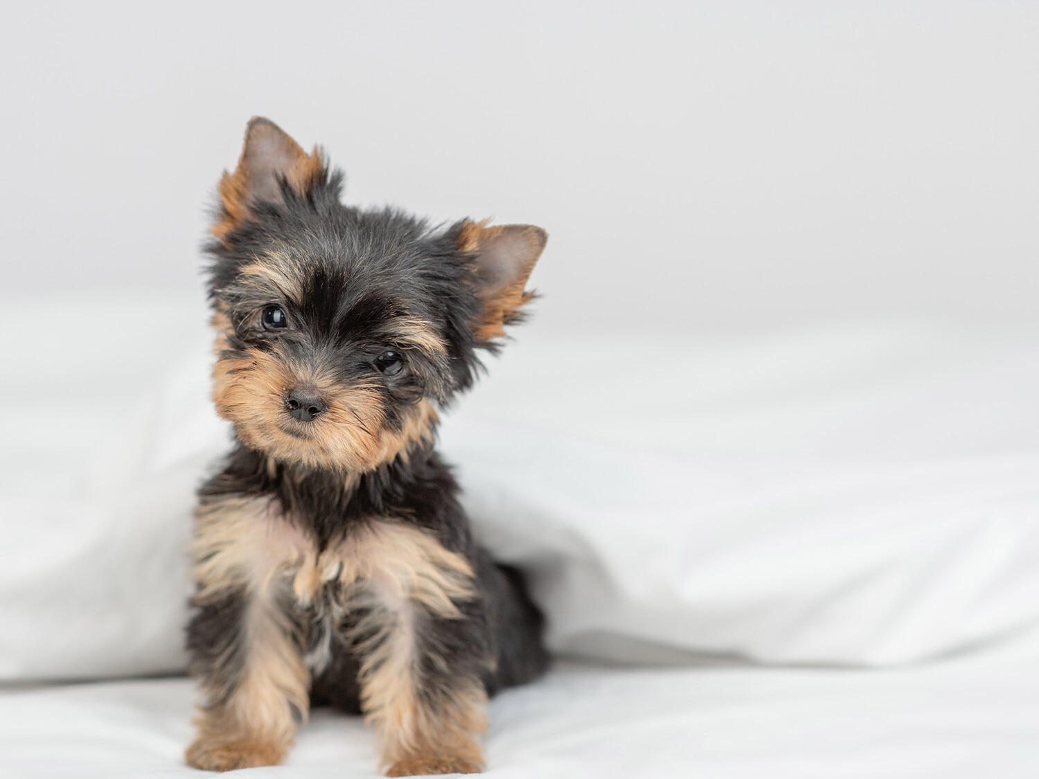 Cachorros de tamaño mini y pequeños