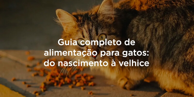 Guia completo de alimentação para gatos: do nascimento à velhice
