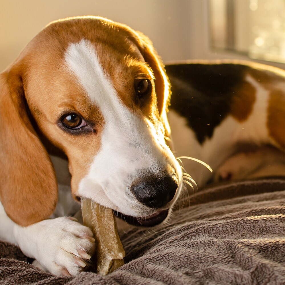 Comida húmeda y snacks para perro