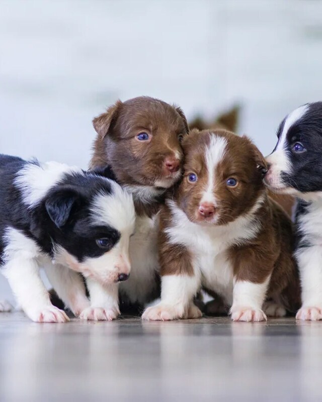 Necesidades específicas en la alimentación de un cachorro y un gatito