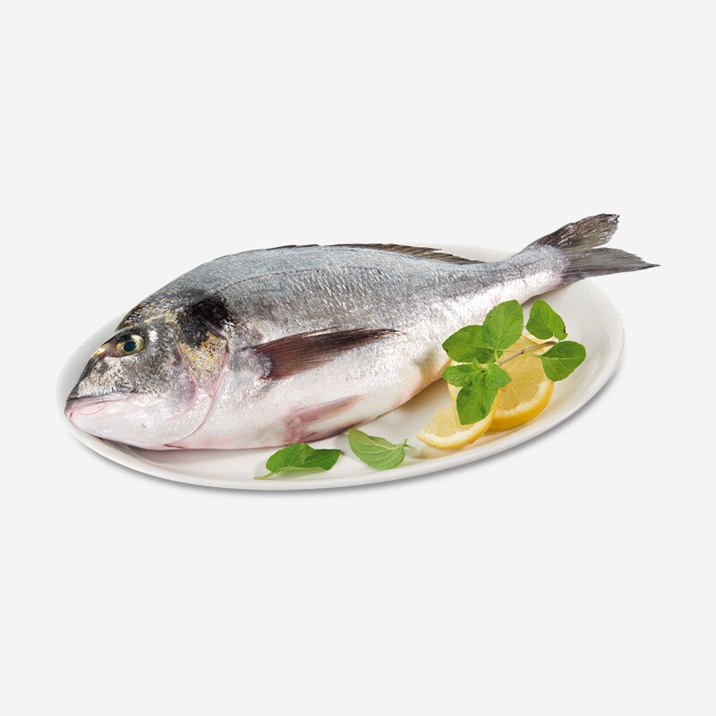 Dourada de Aquicultura