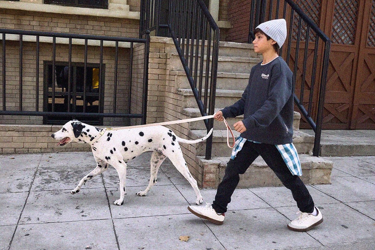 Dálmata: características, cuidados y entrenamiento