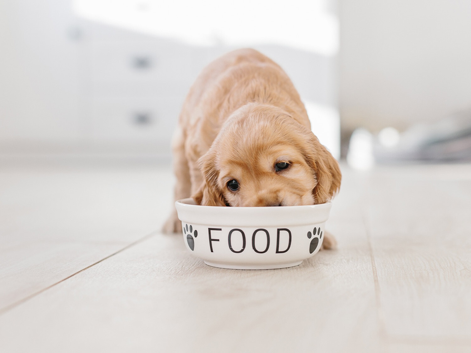 Comederos y bebederos