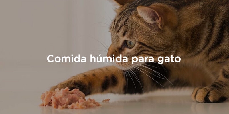 Comida húmida para gato